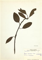 藏品(豬腳楠(紅楠))的圖片